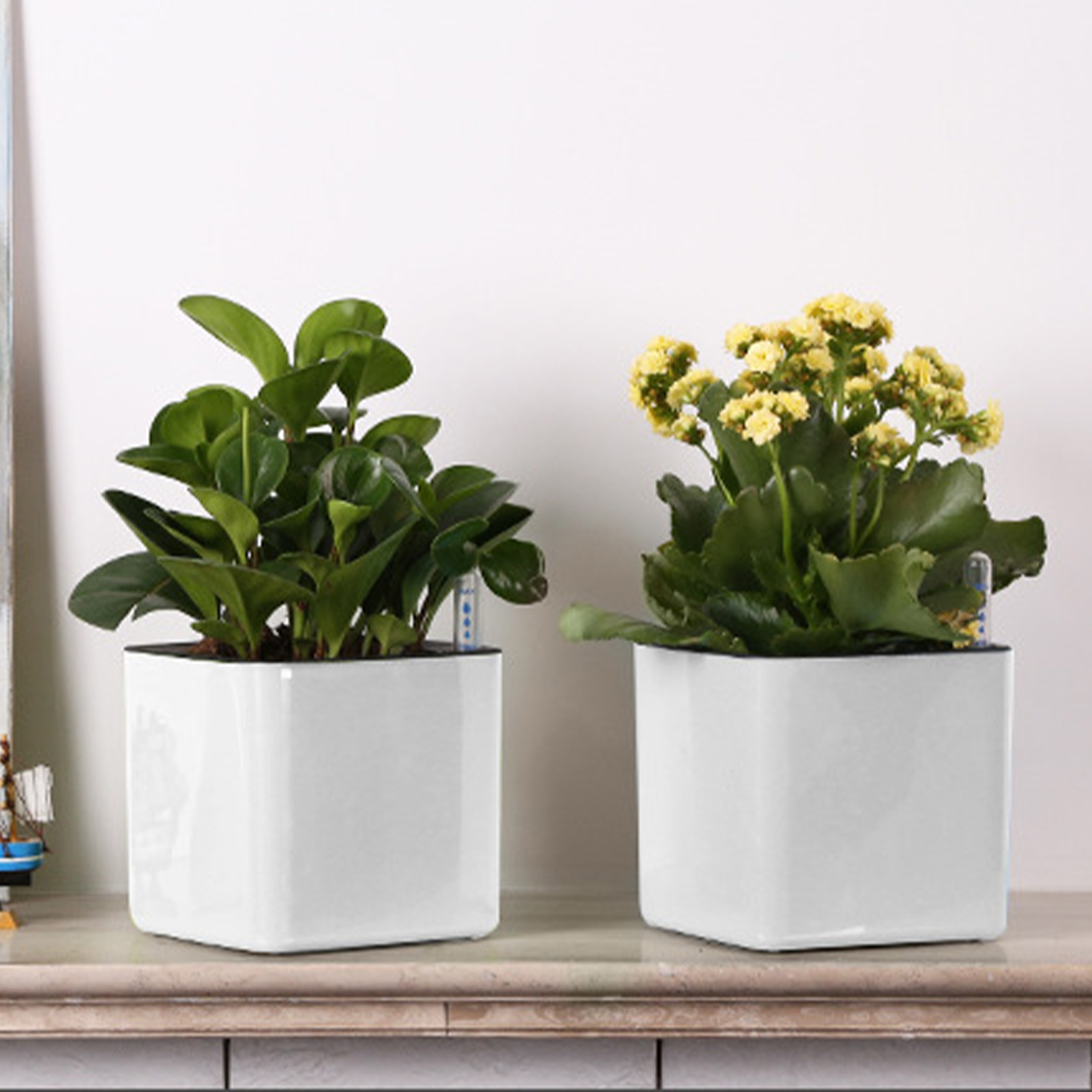Zelfwaterende plantenbak Zelfw - Aloe Vera Pot recensie en prijs