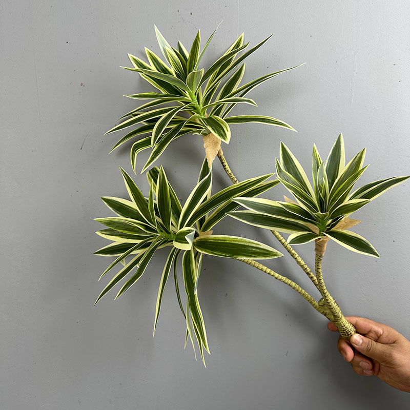 Gesimuleerde groene planten 3  - Dracaena Marginata recensie en prijs
