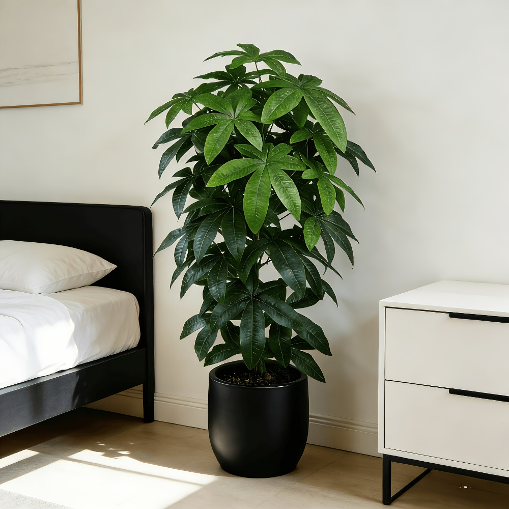Een kunstmatige geldboom Pachi - Dracaena Marginata recensie en prijs